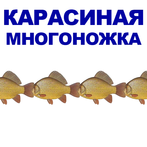 pesce, carpa cruciana, carpa cruciana di pesce, pesce della famiglia karpov