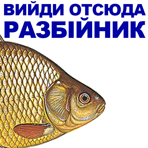 carassius auratus, carassius auratus, fyodor crucian carp, golden crucian carp