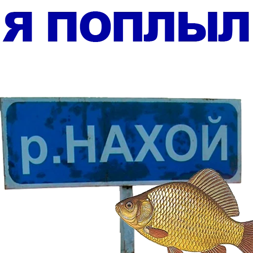 карась, рыба карп, карась мемы, рыба карась
