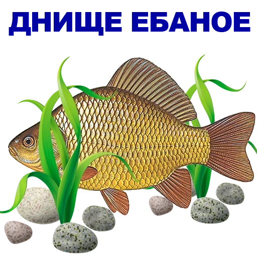 fish, carassius auratus, carassius auratus, golden crucian carp