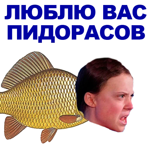 carassius auratus, river fish, carassius auratus, funny crucian carp