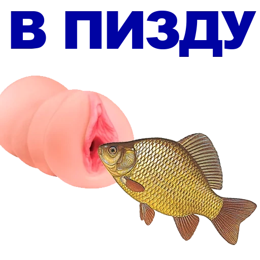fish, carassius auratus, carassius auratus