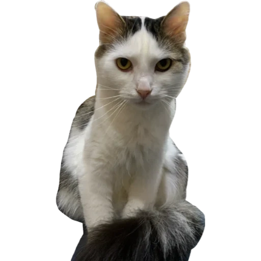 cat, cat, a cat, a cat with a white background, a beautiful cat sits