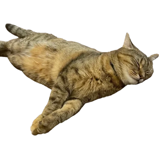 cat, cat, flying cat, fat cat jumps, the cat lies with a white background