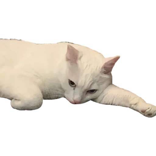 cat, cat, a cat, the cat is white, white cat