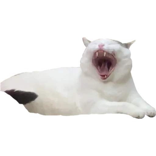 kucing, kucing menjerit, hewan lucu, kucing putih menguap, kucing putih menguap