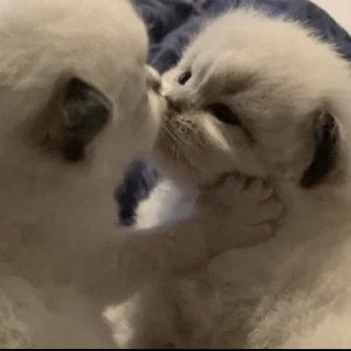 gatos, catetas amor, kitty apaixonado, gatos fofos são engraçados, gatinhos encantadores