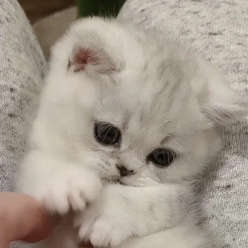 chinchilla argenté, kittens scottish straight, chaton chinchilla argenté, chatons chinchilla argentés 1 mois, chatons britanniques en argent chinchilla