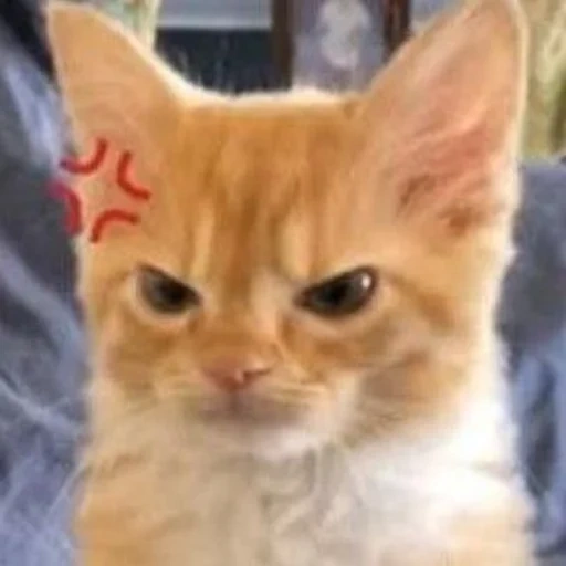 gato, gato, gatos, koyuki cat, o gatinho é vermelho