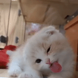 cute cats, cute cats, cute animals, the cat is fluffy, charming kittens