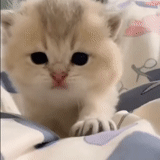chats, chats mignons, les animaux sont mignons, vidéo de chats mignons, chatons charmants
