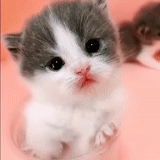 der kater, kätzchen, süße katze, die kätzchen sind sehr süß, charmante kätzchen