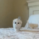 кошка, животные милые, очаровательные котята, котенок белый пушистый, белый персидский котенок