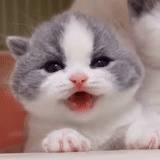 cat, cats, cute cats, cute cats are funny, charming kittens