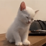 chat, chat, chaton blanc, chatons de l'angora turque, petit chaton aux cheveux blancs