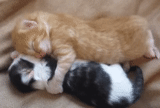 cane di mare, gatto, un gattino che dorme, abbraccia il gatto, gattini affascinanti