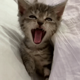 кот, котэ, кошка, зевающий кот, кот зевает мем