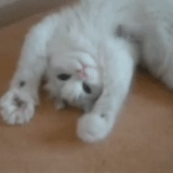 kucing, kucing, kucing, seekor kucing, kucing putih