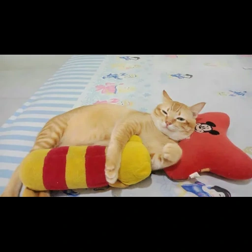 кот, cat, кошка, рыжий котик, смешные животные