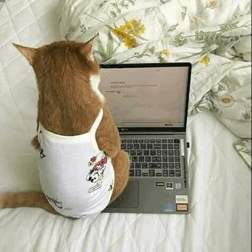 кот, кошка, кот фрилансер, котики смешные, мемы 2021 смешные