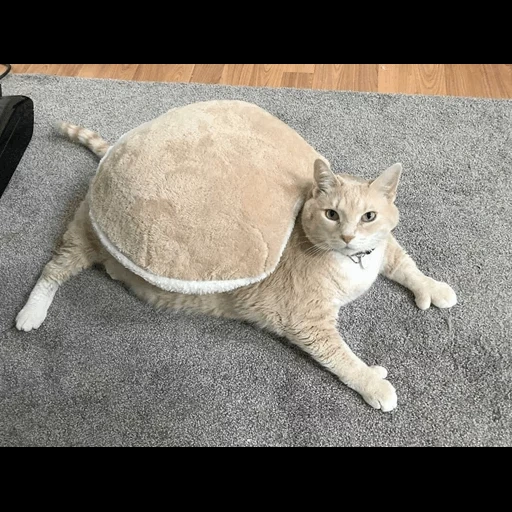 жирный кот, толстый кот, жирная кошка, очень толстый кот, самый толстый кот
