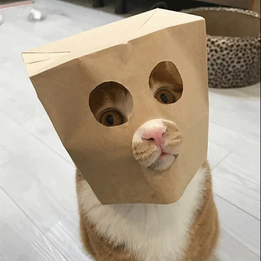 кот, кот коробке, котики смешные, кот бумажном пакете, котик пакетом голове