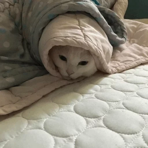 кот, кот одеяле, котик одеяле, теплое одеяло, котенок одеяле