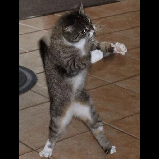 кот, кот боец, танцующий кот, танцующий котик, кот боевой стойке