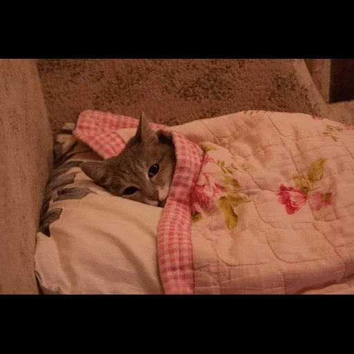 кот, коты, котики, los gatos, кот под одеялом