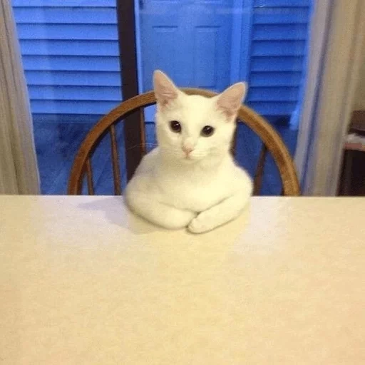 кот, кот кот, мем кошка, настоящий кот, мем котом за столом