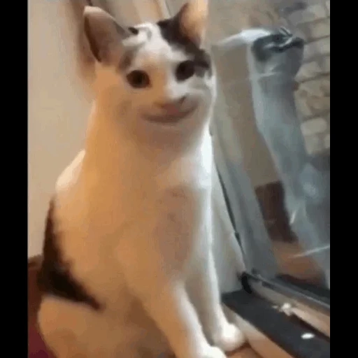 кошка, котик, мем кот, кот улыбается мем, котик улыбается мем