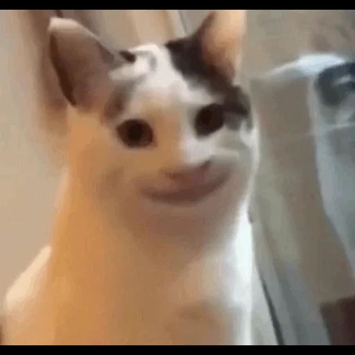 кот мем, кот улыбкой, король артур, улыбающаяся кошка, кот улыбается мем