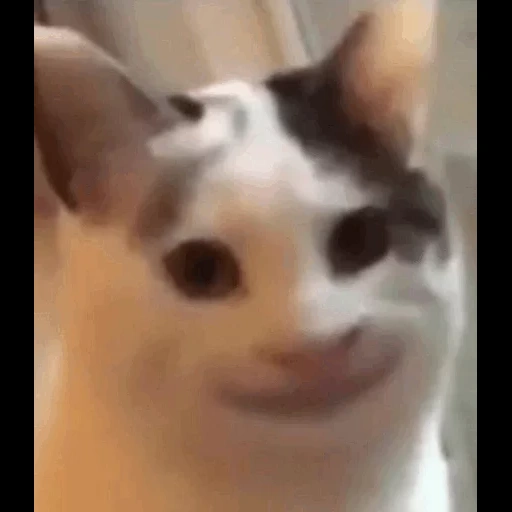 коты, улыбающийся кот мем, улыбающийся кот упоротый, кот человеческой улыбкой, кот человеческой улыбкой мем