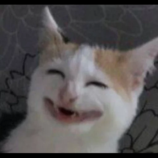 кошка, кот смеется мем, кот улыбается зубами, кот улыбается плачет, плачущий улыбающийся кот