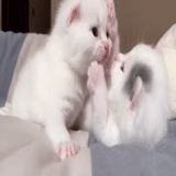 perro marino, lindo sello, lindo gatito, gatito encantador, gatito siberiano blanco