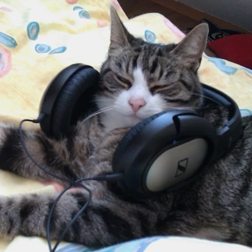 gato, cat, gato, gente, auriculares gato
