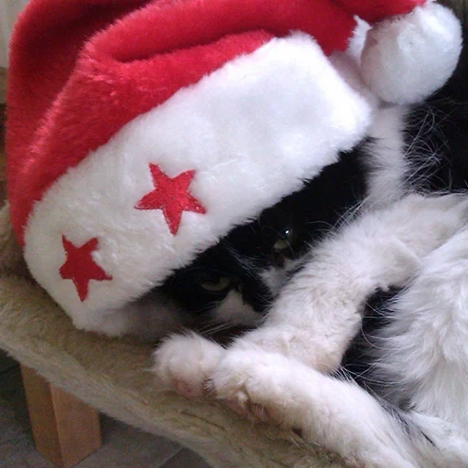 кошечка, новый год кот, cat christmas, кот новогодний, новогодний котик