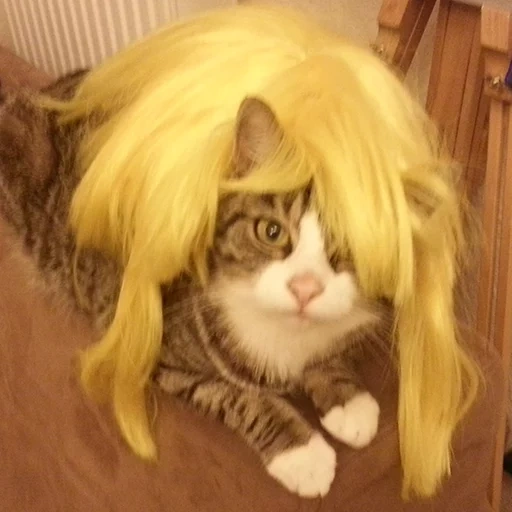 kucing, kucing, kucing, kucing adalah wig, hewan lucu