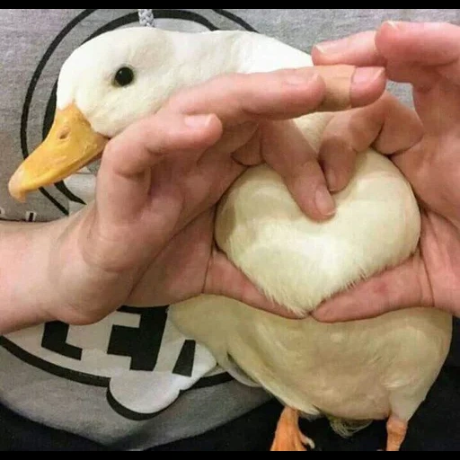 pato, anadón, pato de pato, ganso de pato, el pato es dulce