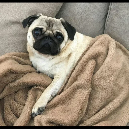 pug, mops pops, filhote de pug, a raça de pugs, cachorro pug