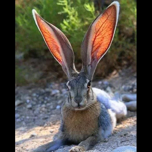 liebre de orejas, hare de california, hare de california enlailada en negro