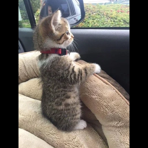 cat, seal, the cat is driving, moscow elena, a cheerful animal