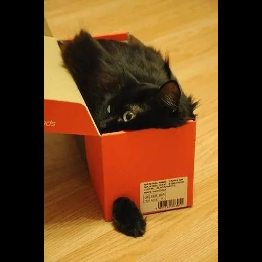 кошка, кот коробке, кошка коробке, обиженный кот коробке, черный кот пушистый коробке