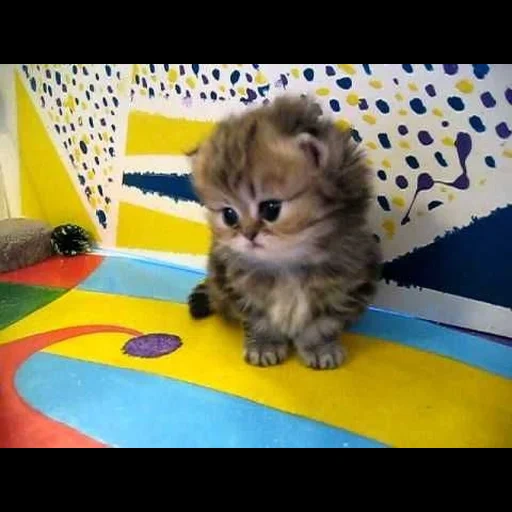 gatto, kitty carino, gattino persiano, gattino piccolo peloso, video del più piccolo gattino