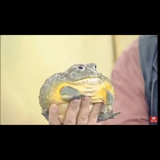 frosch, froschkröte, der frosch ist süß, kvaksha frog, memes mit fröschenkröten