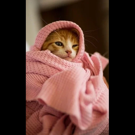 кот кофте, кот одеяле, кот свитере, котик одеялке, котенок одеяле