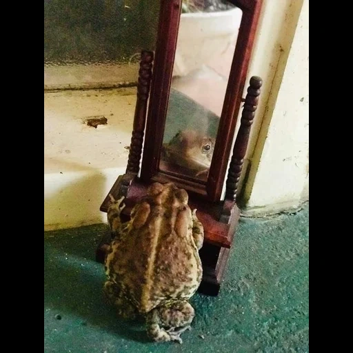 kodok, toby toad, katak kodok, katak dan kodok, hewan lucu