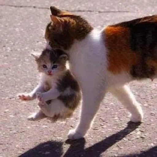 gato, gato, gato gato, o gato carrega um gatinho, gato carrega um gatinho pelo pescoço
