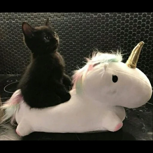 chat mignon, les chats sont mignons, hilarant cat, chaton licorne