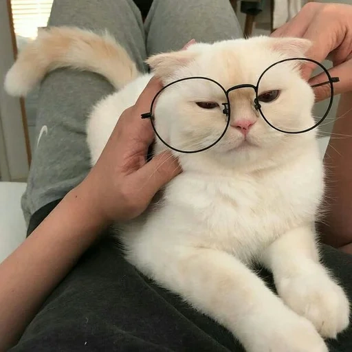 gato gato, estética de gatos, estética de gatos fofos